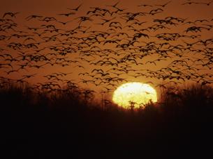 The Dale Bumpers White River National Wildlife Refuge is a Wetland of International Importance.