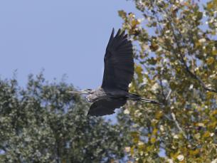 A Great Blue Heron soars over the Freddie Black Choctaw Island Wildlife Management Area.