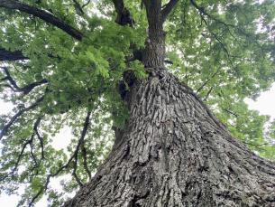 Historic Cane Hill witness tree
