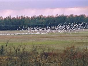The Dale Bumpers White River National Wildlife Refuge is one of the most important areas for wintering waterfowl in North America.