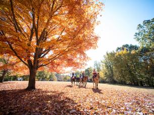 Horseback riding at Village Creek State Park 