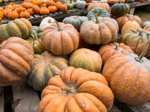 Pumpkin Hollow in Piggott