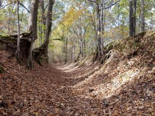 A sunken remnant of the Trail of Tears that is part of the Old Military Road Trail at Village Creek State Park.