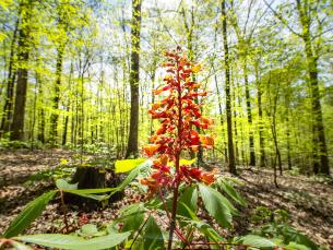 Explore the natural world on the St. Francis National Forest/Mississippi River State Park.