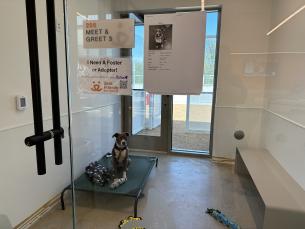 Billie at Best Friends Pet Resource Center in Bentonville needs adopted or fostered