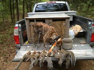 A squirrel dog at the end of the hunt