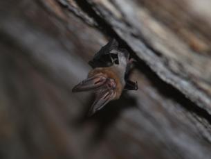 An Ozark big-eared bat. A cave-dweller, this species of bat is found only in northwest Arkansas and northeastern Oklahoma. The Ozark big-eared bat is endangered and there are only a few thousand individuals in the entire population. Photo by Phillip Jordan. 