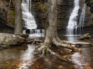 Wildman Twin Falls 