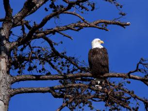 Winter eagle watching is popular in Arkansas.