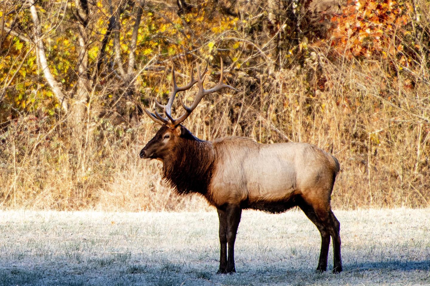 Elk standing in a frosty field with autumn trees in the background.