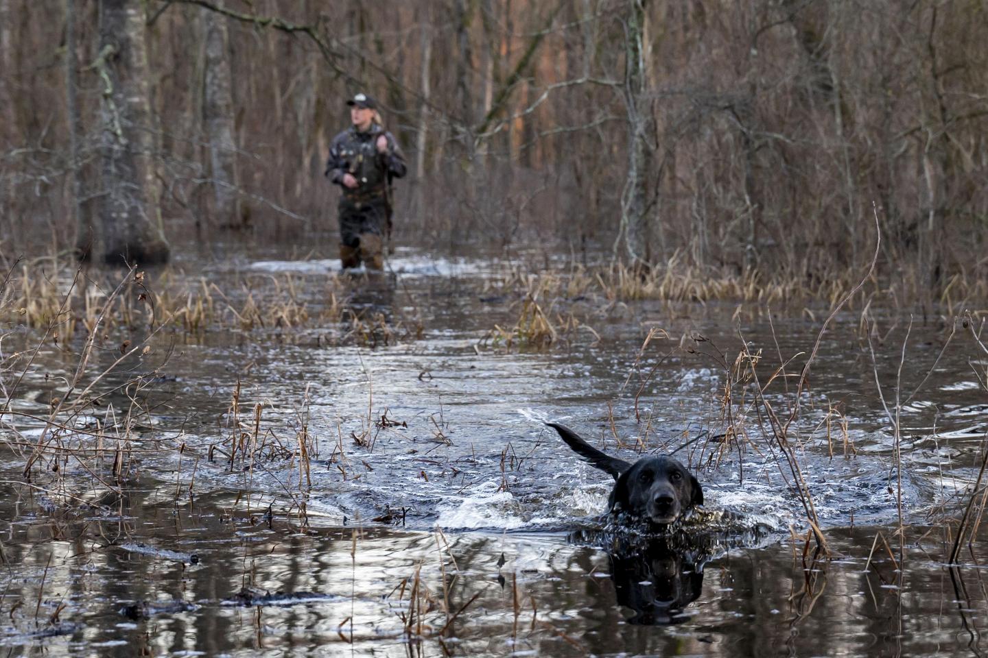 Black lab running through a shallow, wooded swamp, followed by a person.