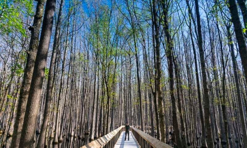 Louisiana Purchase State Park