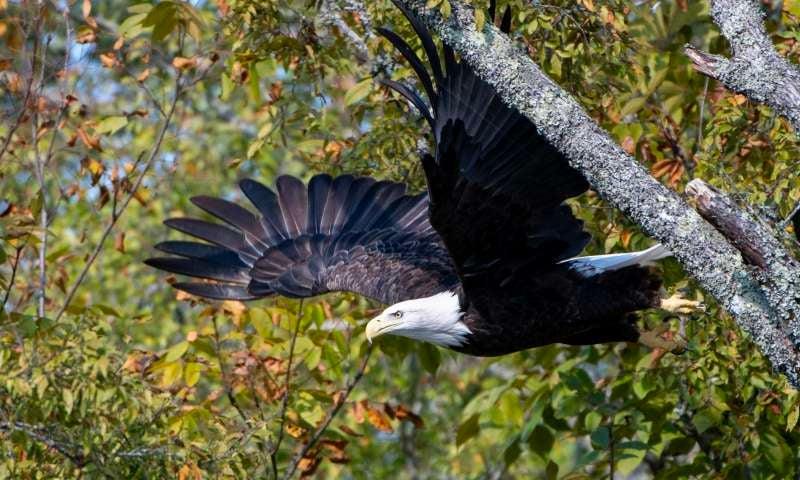 Go on an eagle watch tour