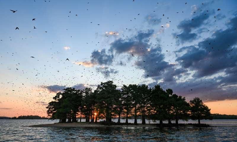 Bird Island at Lake Ouachita State Park