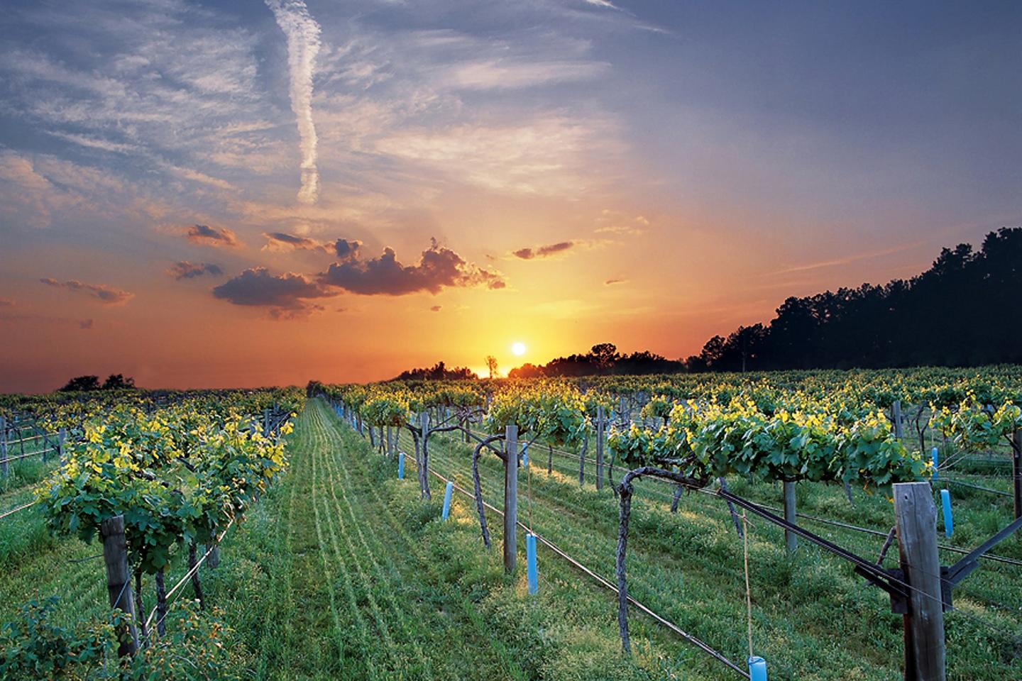 Vineyard at sunset with vibrant sky and clouds.