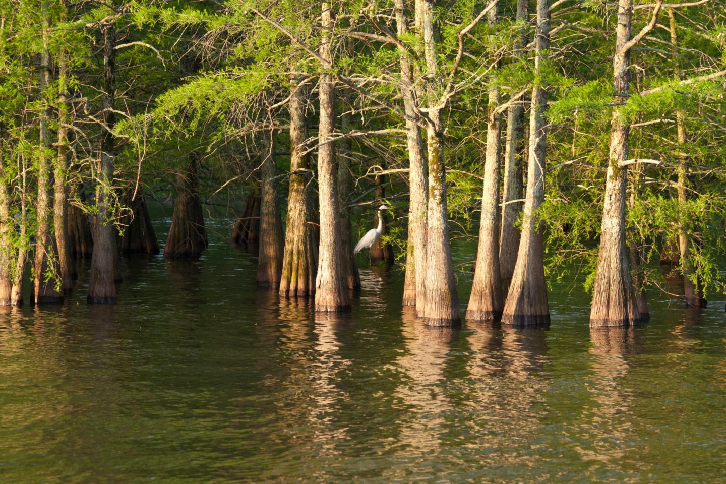 Cypress trees in a swamp with a heron among the trunks.