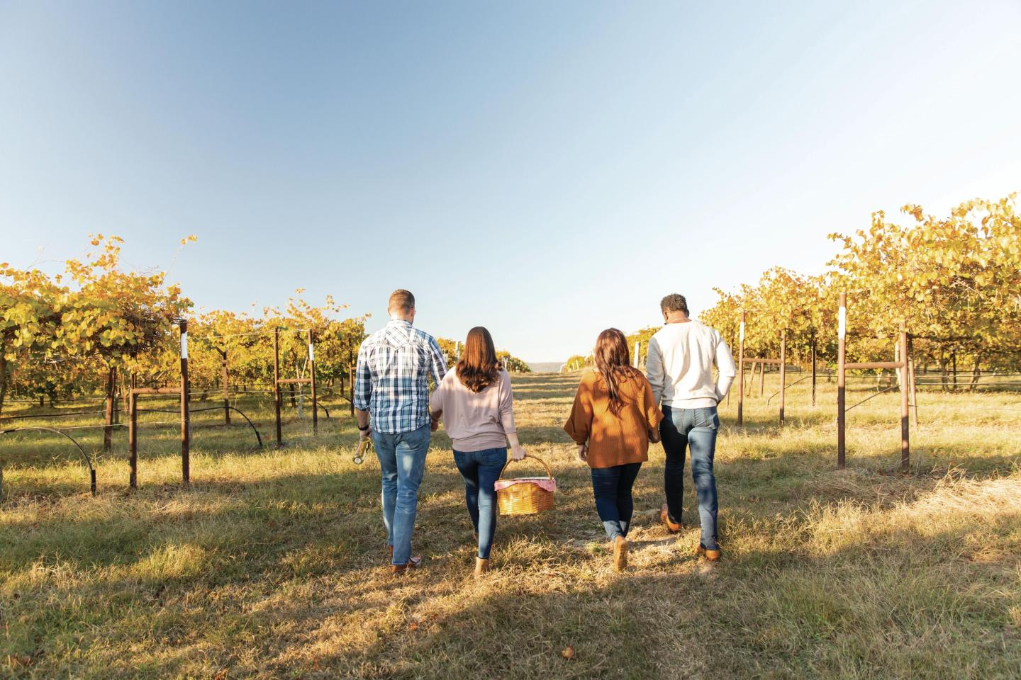 Four people walking through a sunny vineyard, carrying a basket.