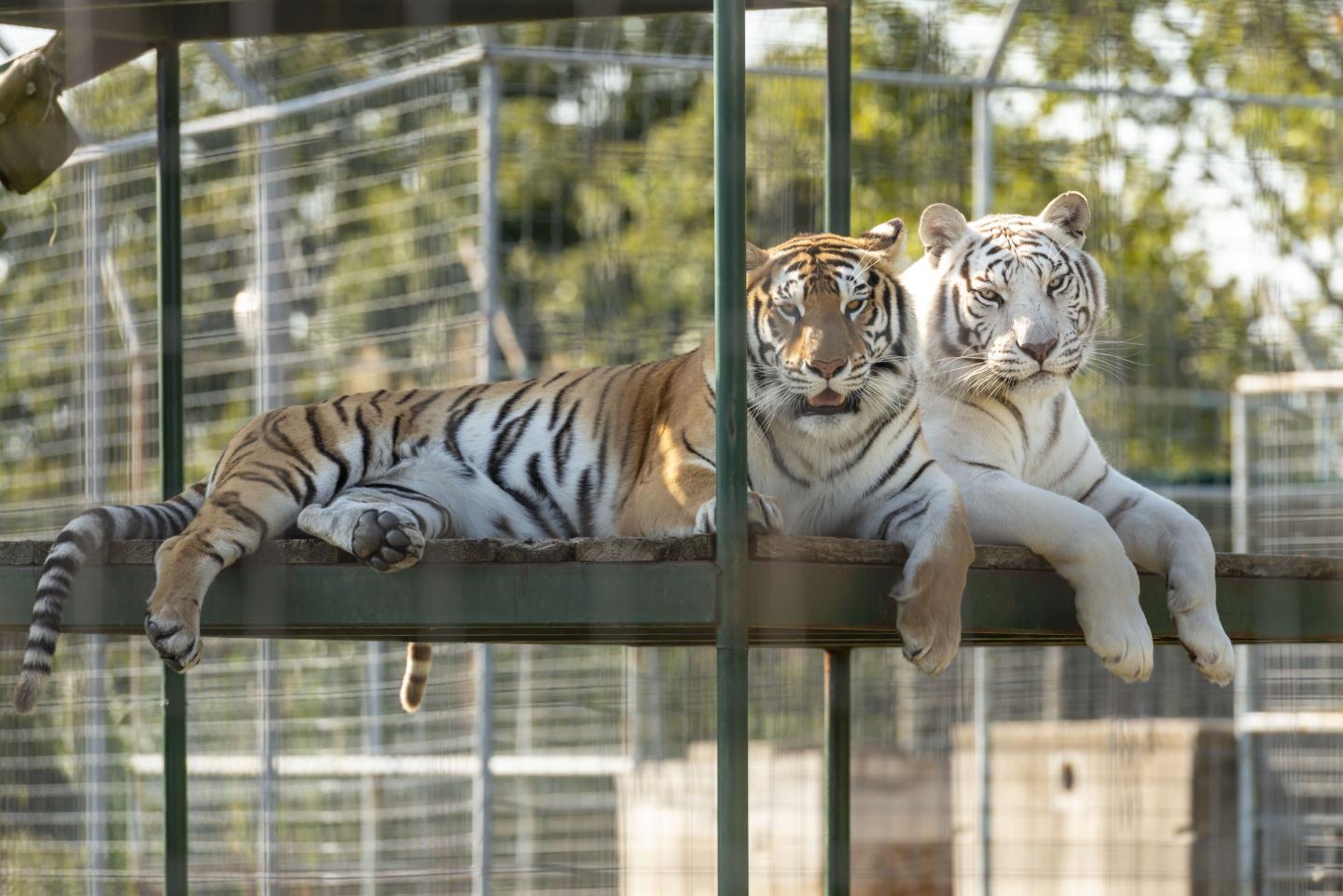 Two tigers resting on a platform in an enclosure.