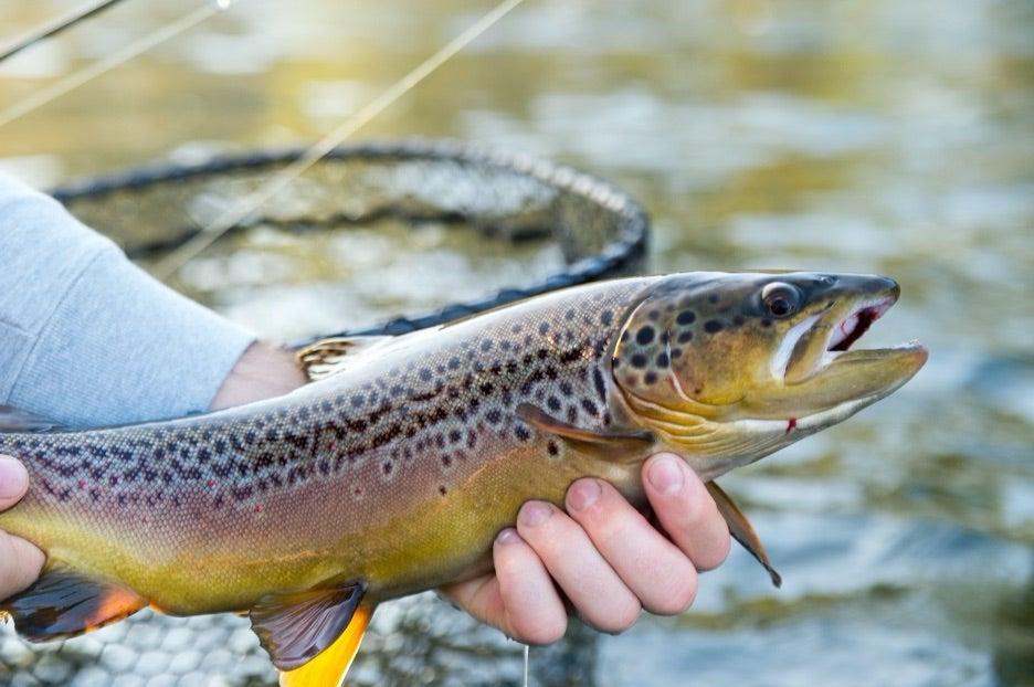 Hands holding a brown trout over water with a net visible in the background.