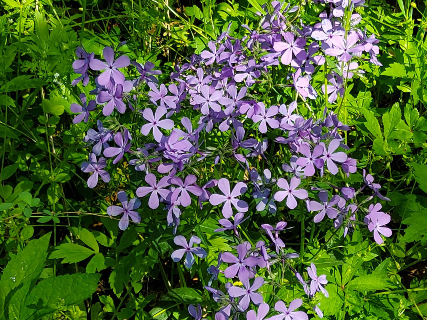 Purple flowers blooming among green leaves.