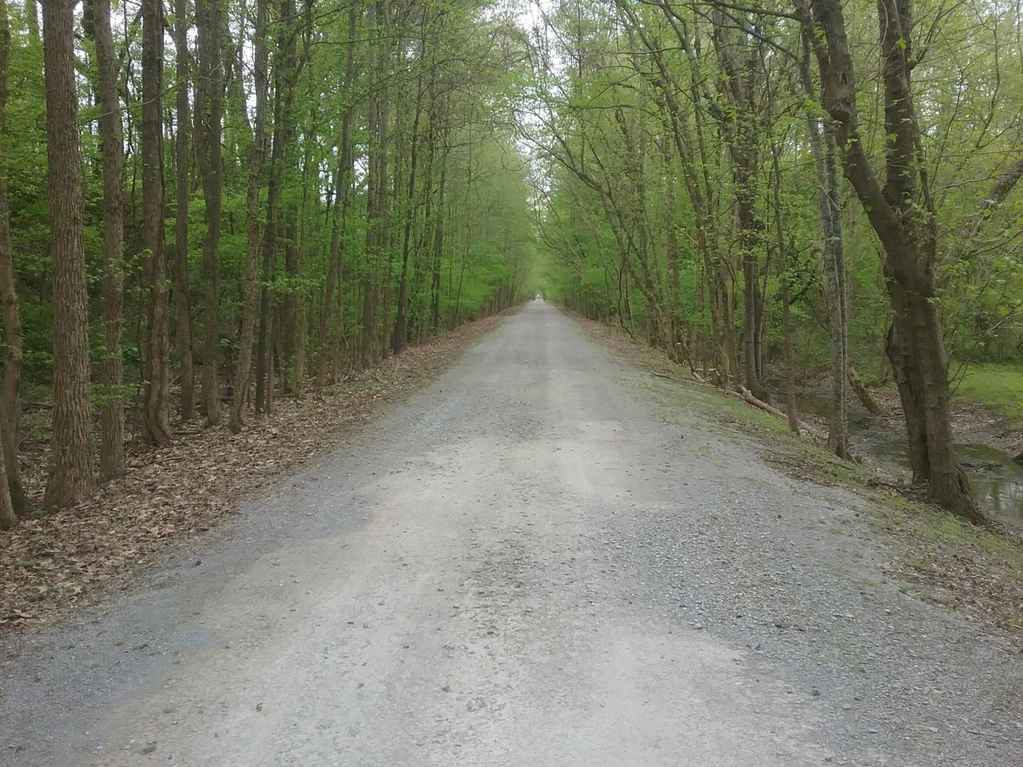 Gravel path through a lush green forest.