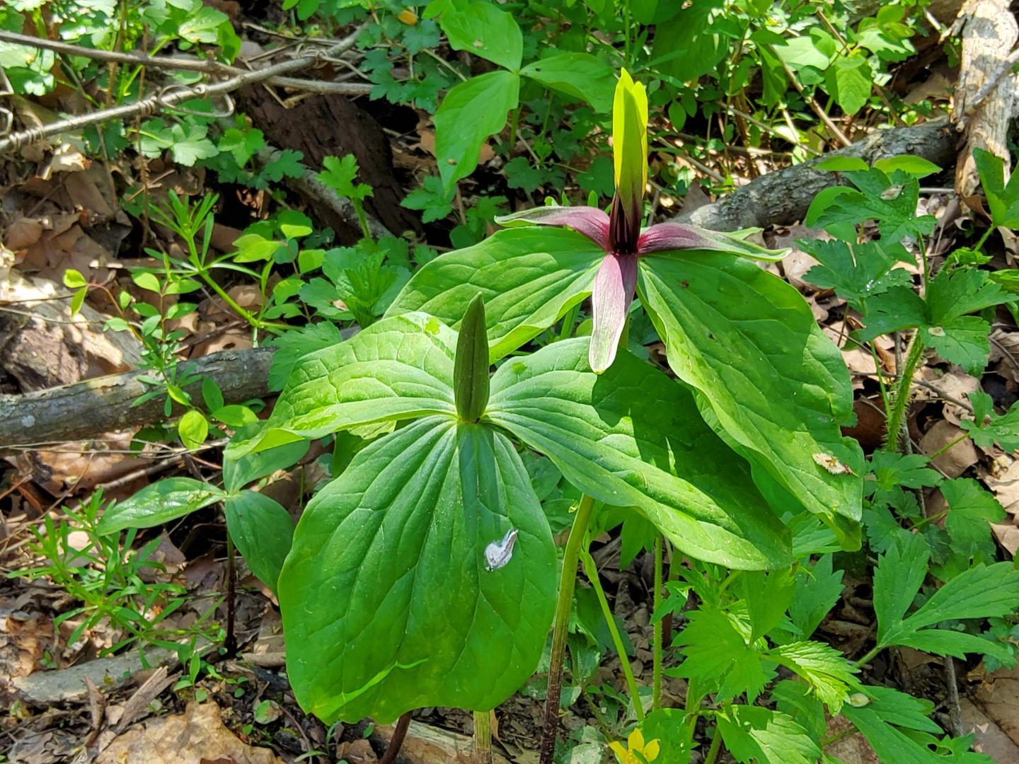 Trillium plant with green leaves and a dark purple flower in a forest setting.