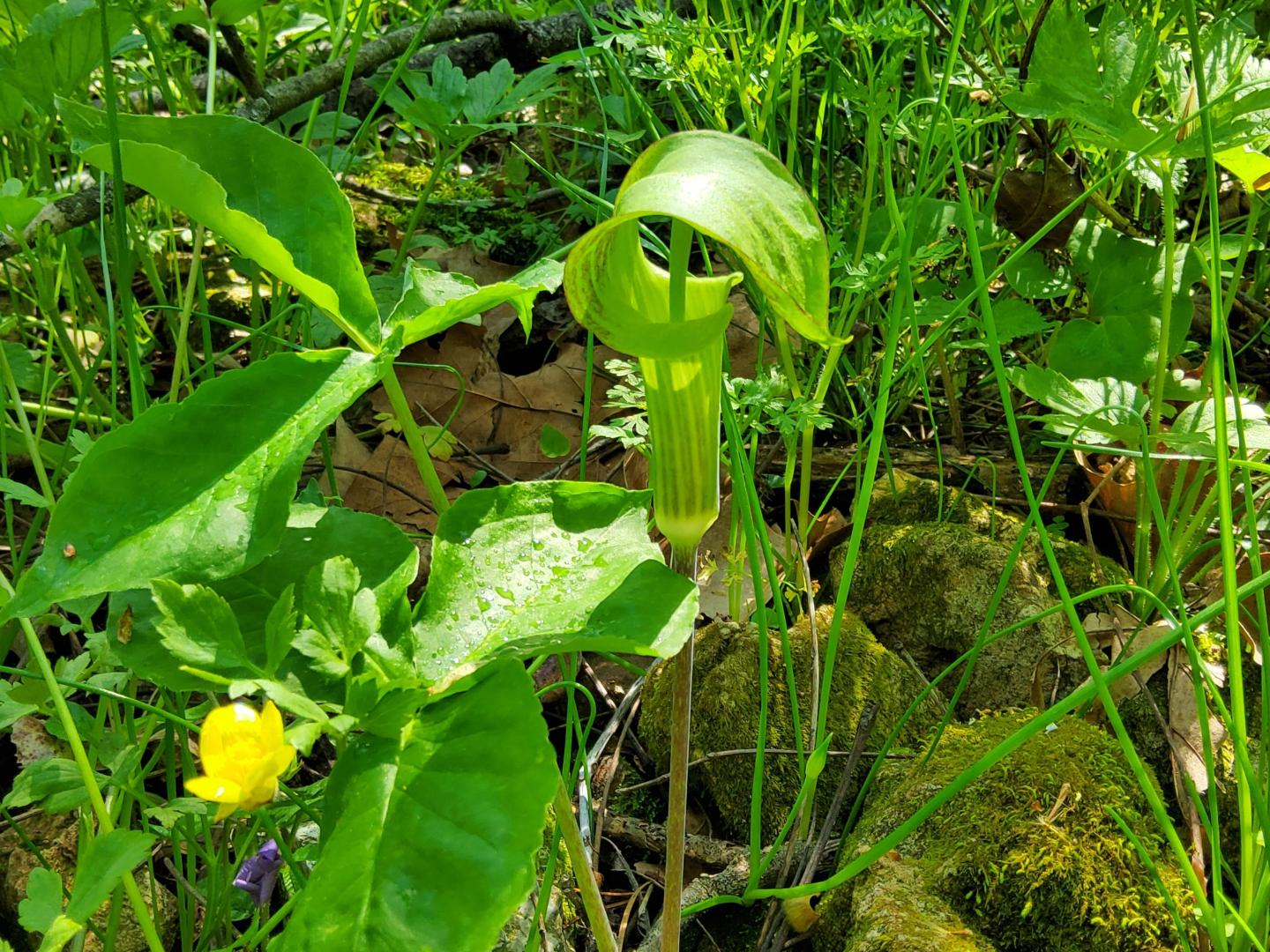 Jack-in-the-pulpit plant among green foliage and rocks.