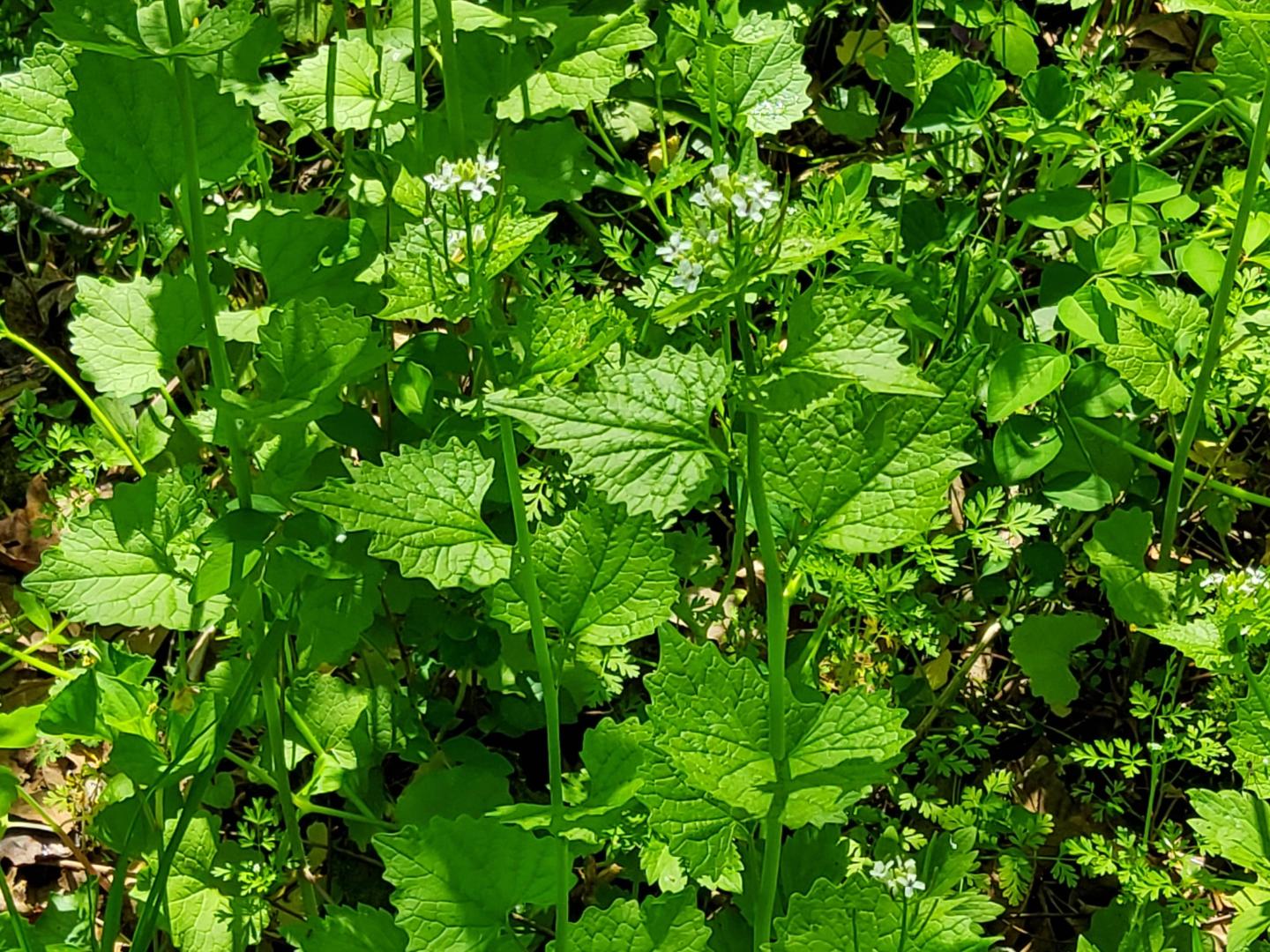 Green leafy plants with small white flowers growing densely.