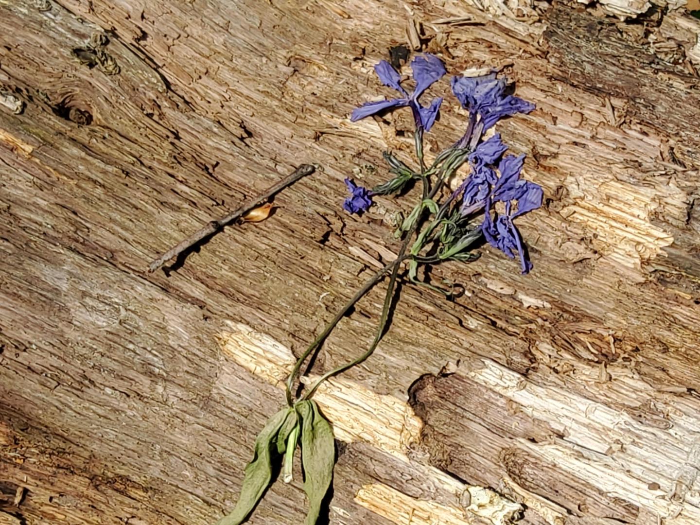 Purple wildflowers on a piece of weathered wood.