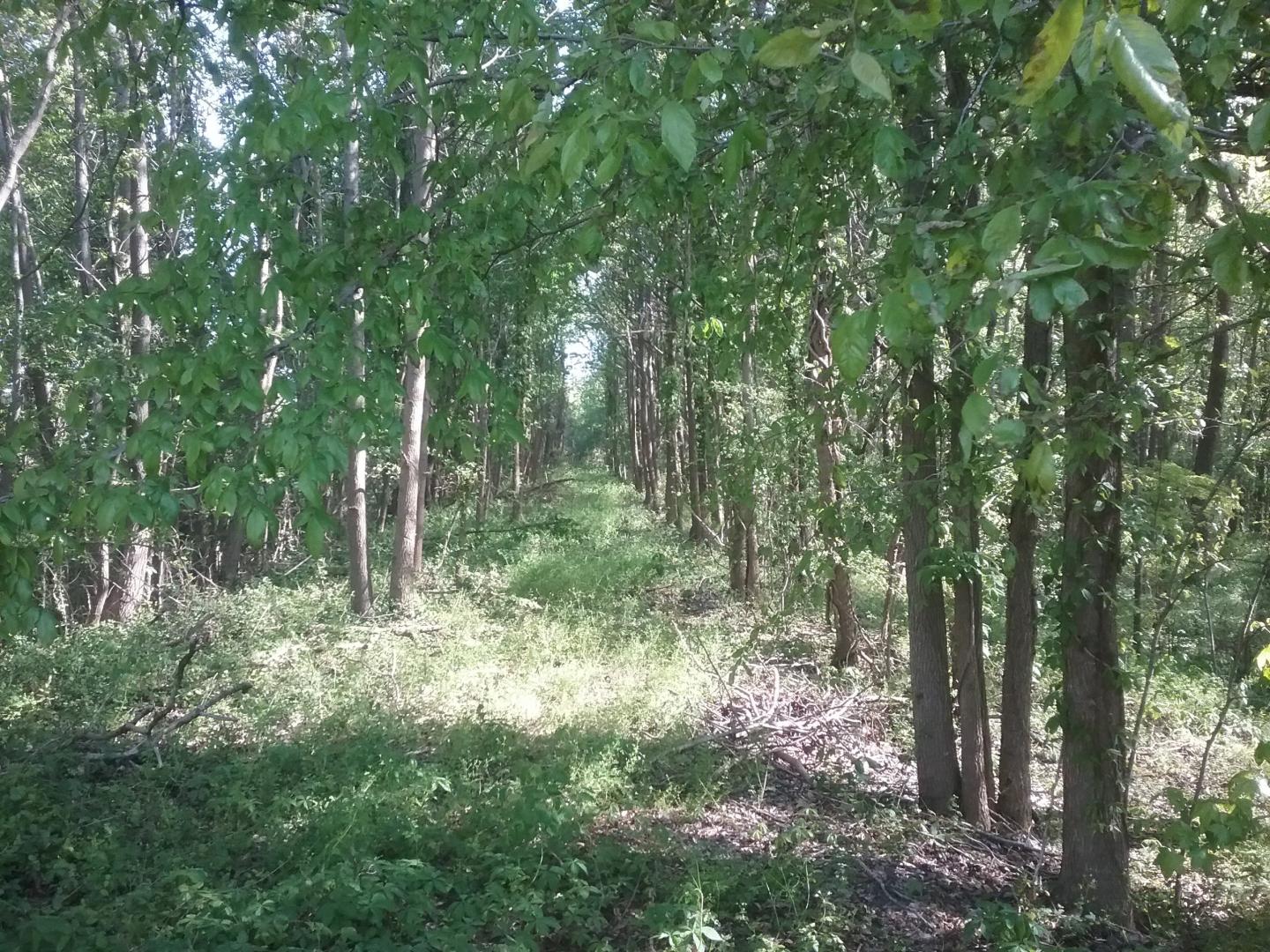 Forest path lined with green trees and dappled sunlight.