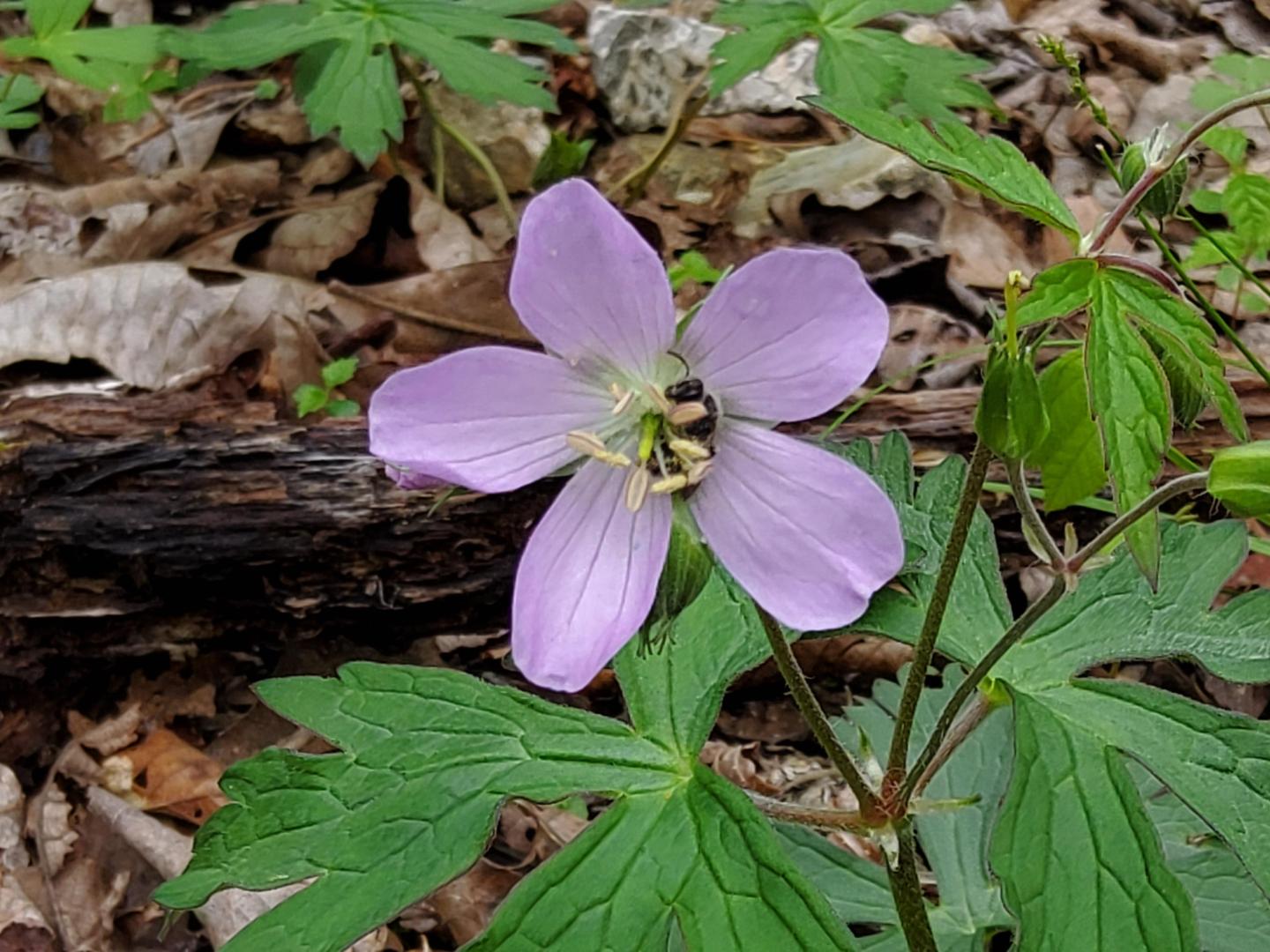 Purple flower with a bee, surrounded by green leaves and forest floor debris.