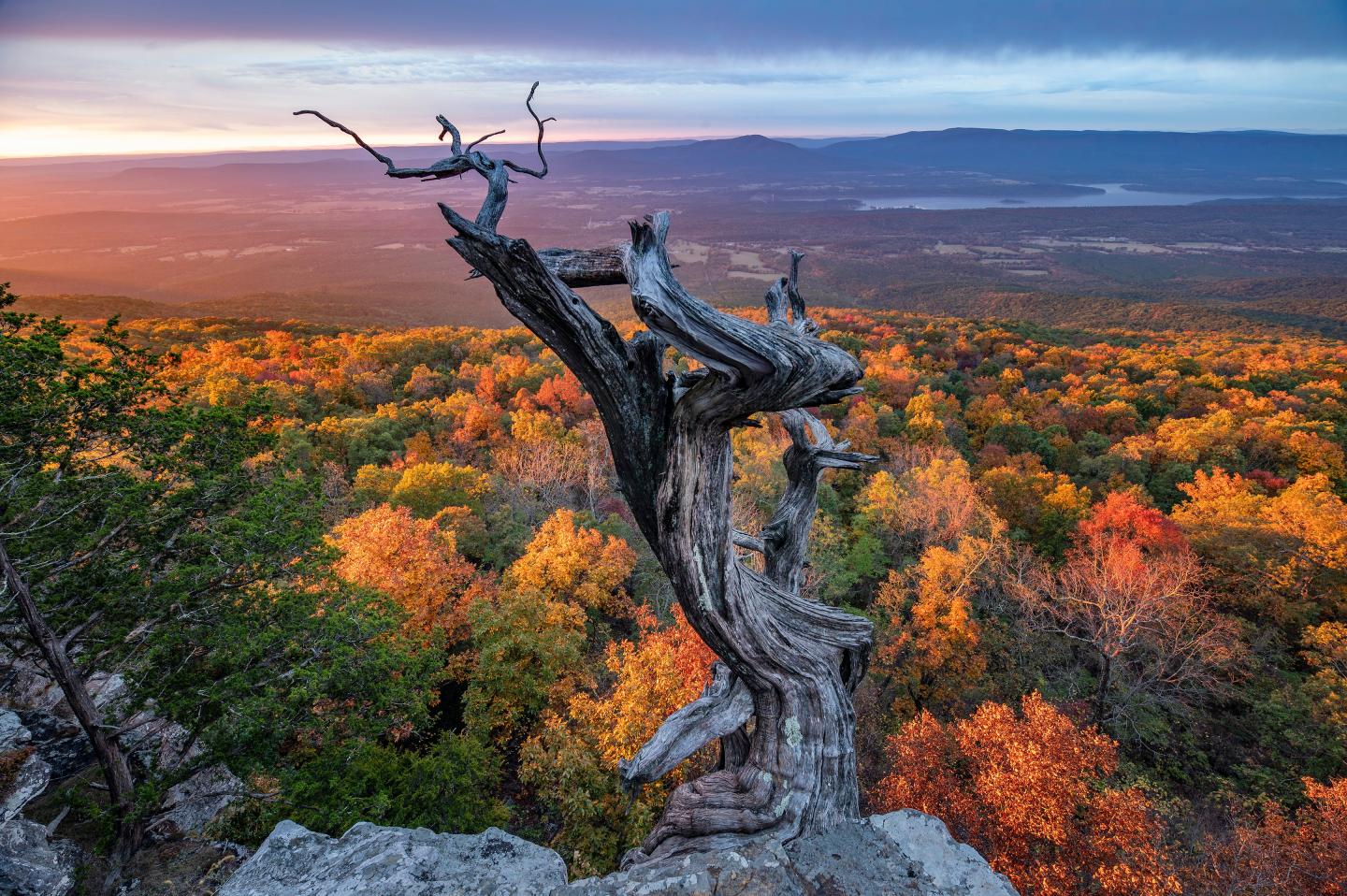 Twisted tree on rocky ledge, overlooking colorful autumn forest at sunset.