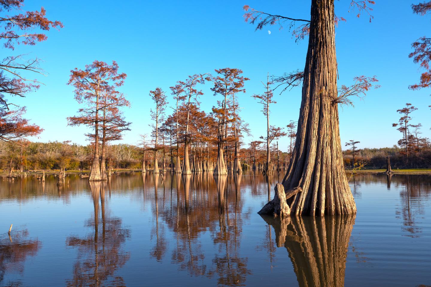Cypress trees reflected in a calm lake under a clear blue sky.