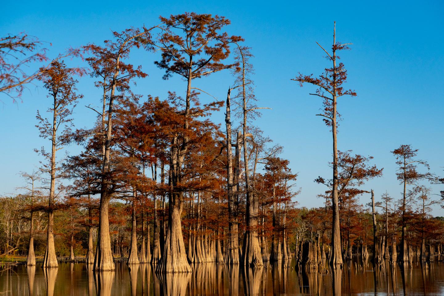 Cypress trees with fall foliage reflected in calm water under a clear blue sky.