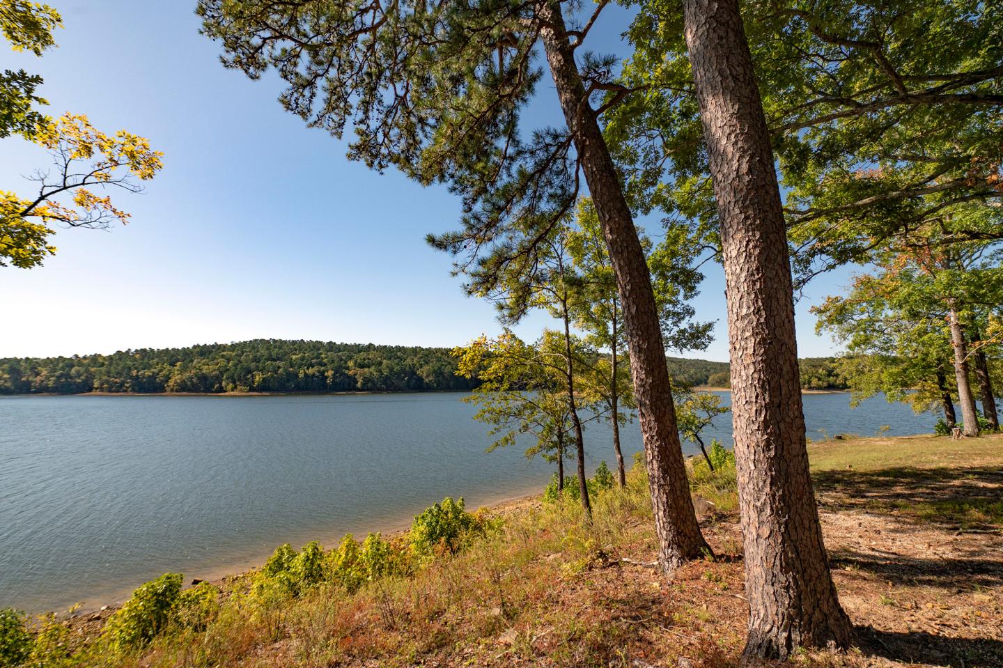 Lakeside with tall pine trees and blue sky.