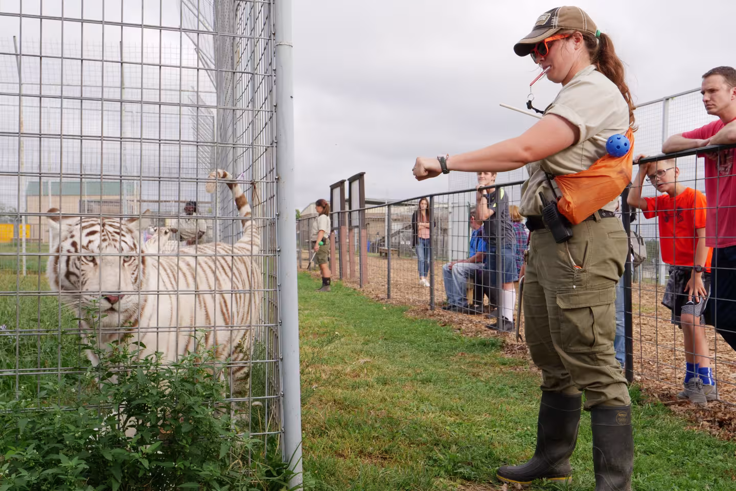 Zoo worker with a blowpipe near a white tiger in a fenced enclosure.