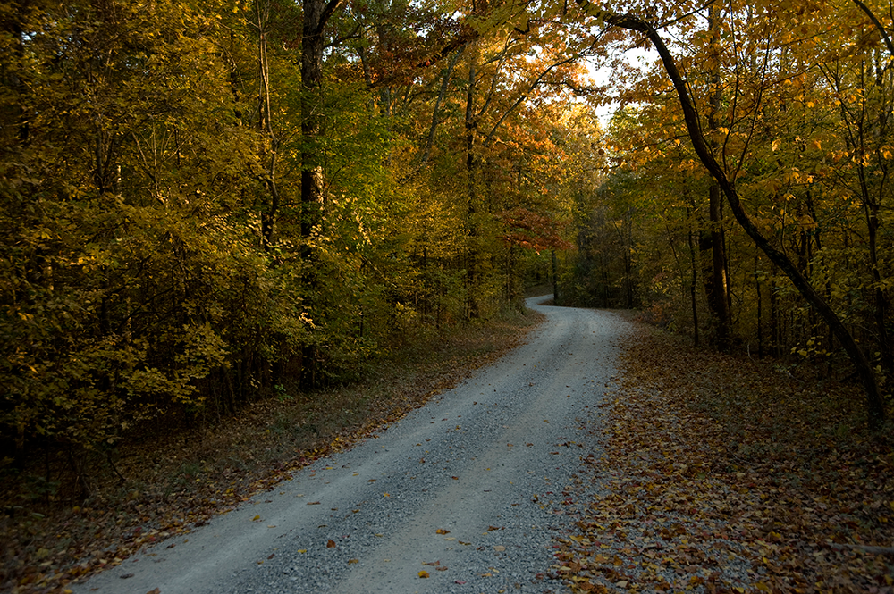 St. Francis National Forest