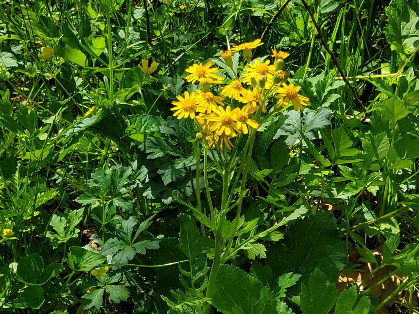 Yellow wildflowers among green foliage.