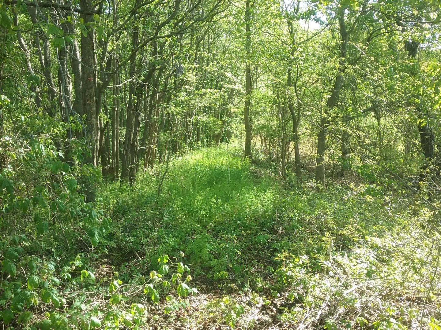 Sunlit forest path with lush green grass and trees.
