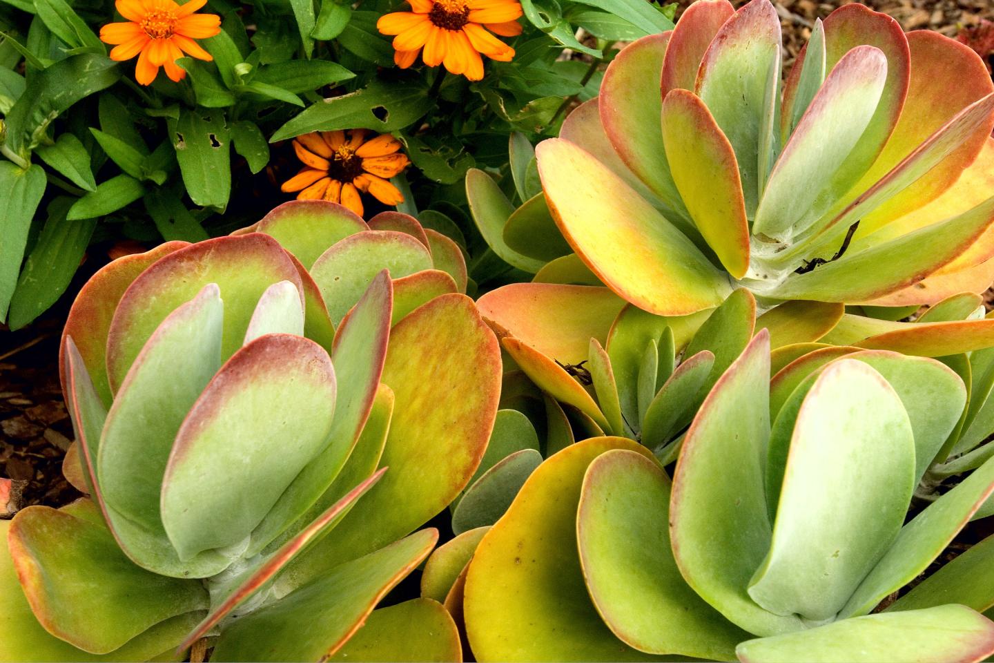 Botanical Garden of the Ozarks