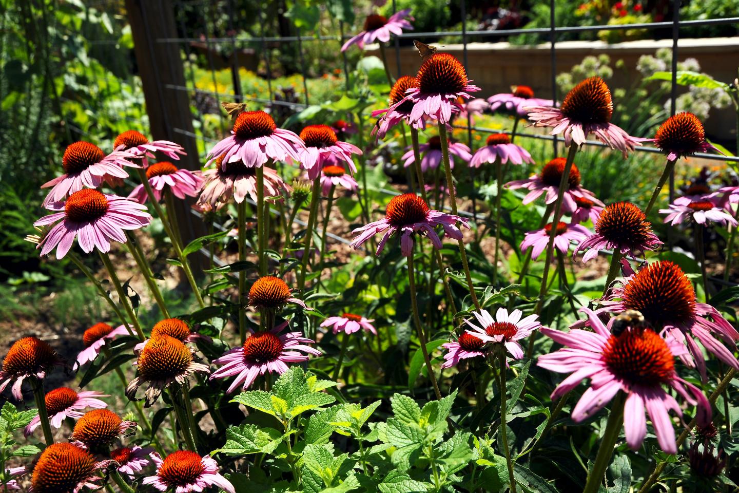 Botanical Garden of the Ozarks