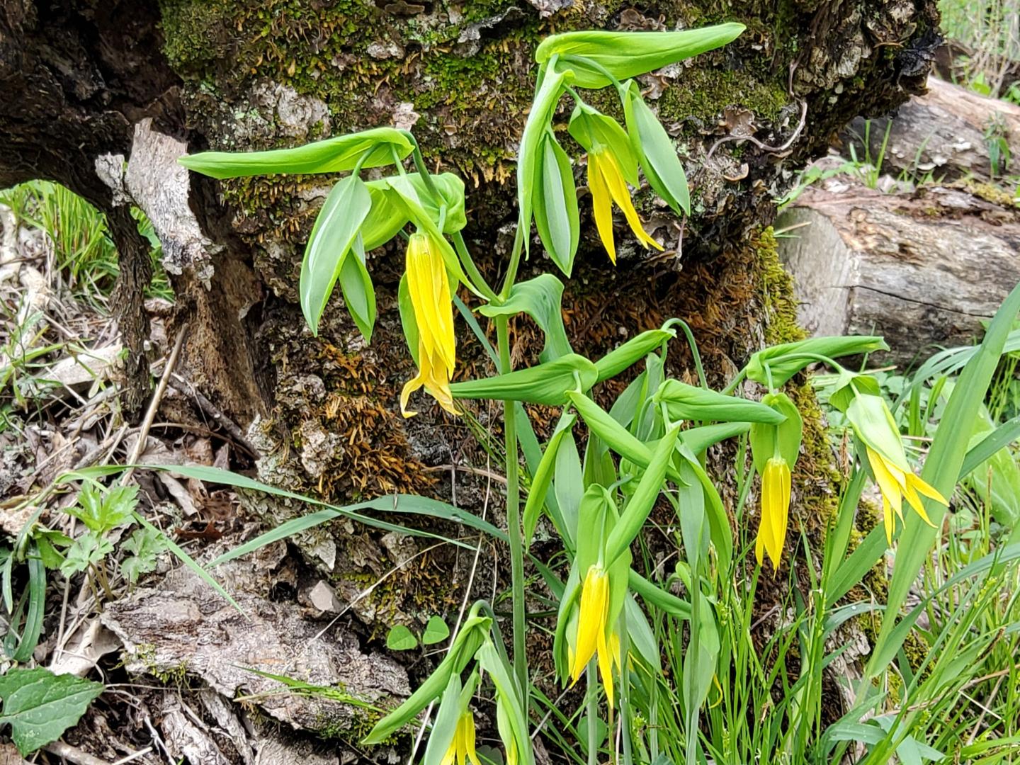 Yellow wildflowers with green leaves by a tree trunk.