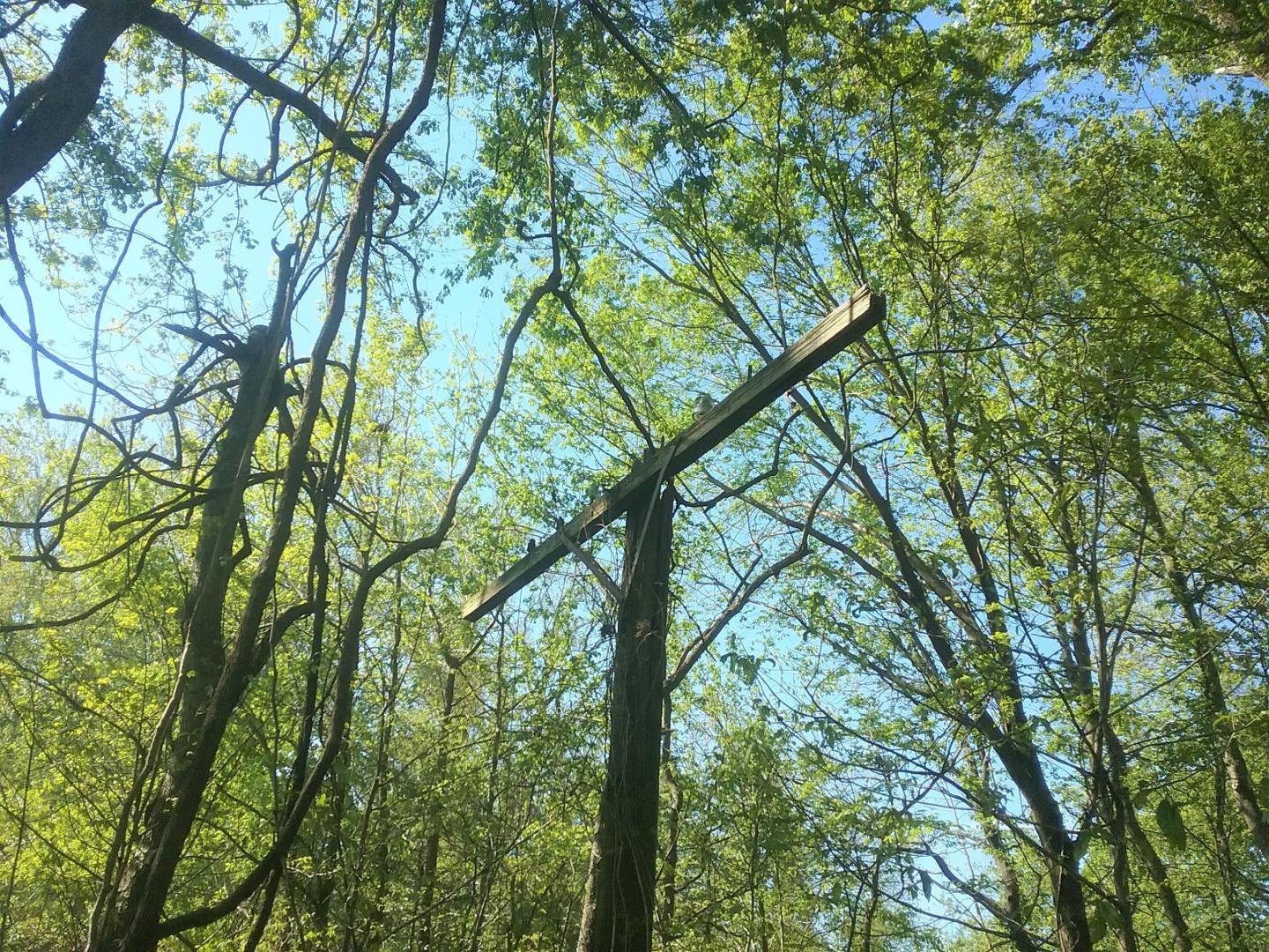 Tall tree with a T-shaped branch against a blue sky, surrounded by green foliage.