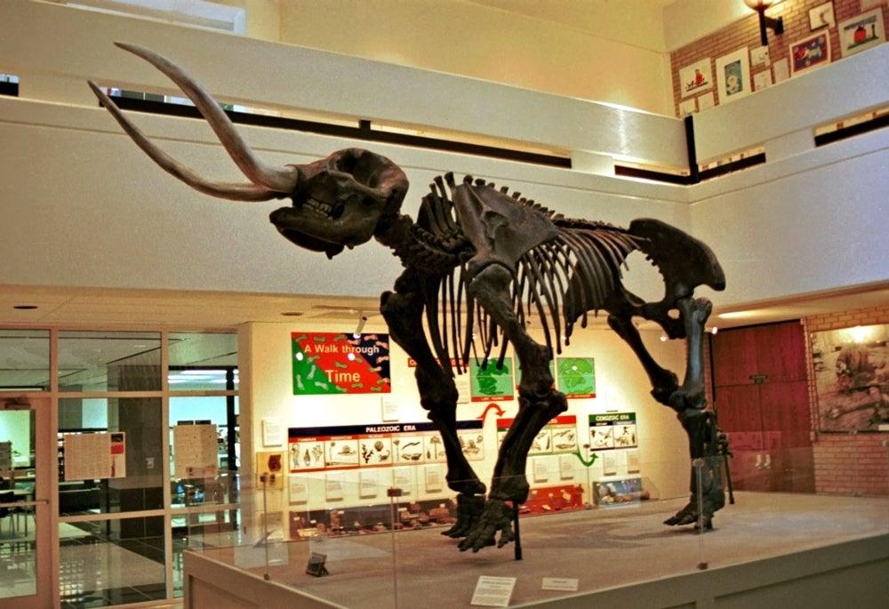 Arkansas State University Museum