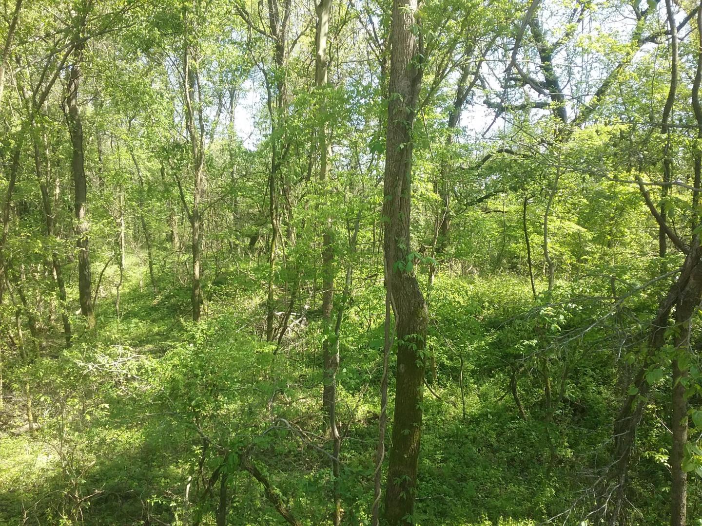 Dense green forest with sunlight filtering through the leaves.