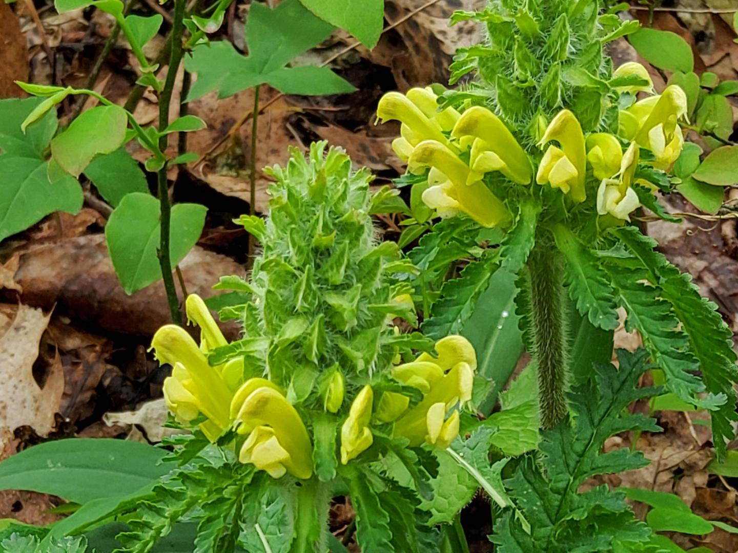 Yellow wildflowers with green leaves in a forest setting.
