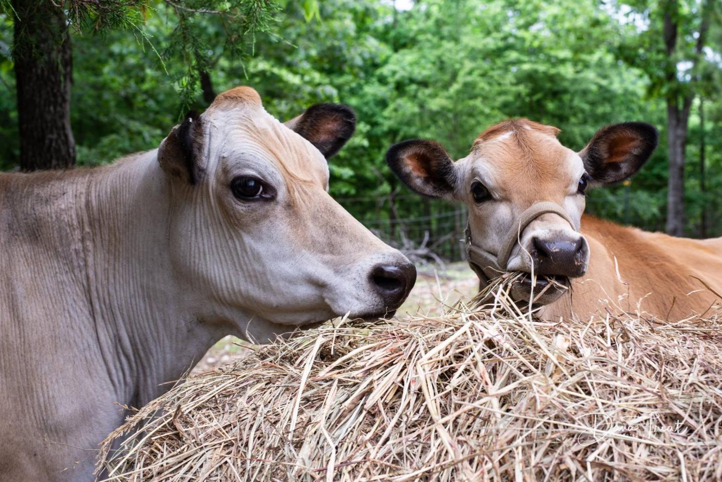 Dogwood Hills Guest Farm