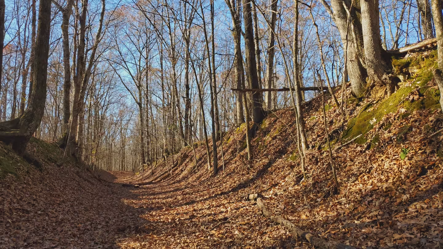 Leaf-covered forest path on a sunny autumn day, with bare trees overhead.