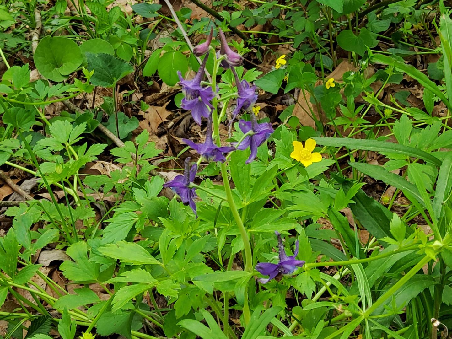 Purple wildflowers among green foliage and a yellow flower.