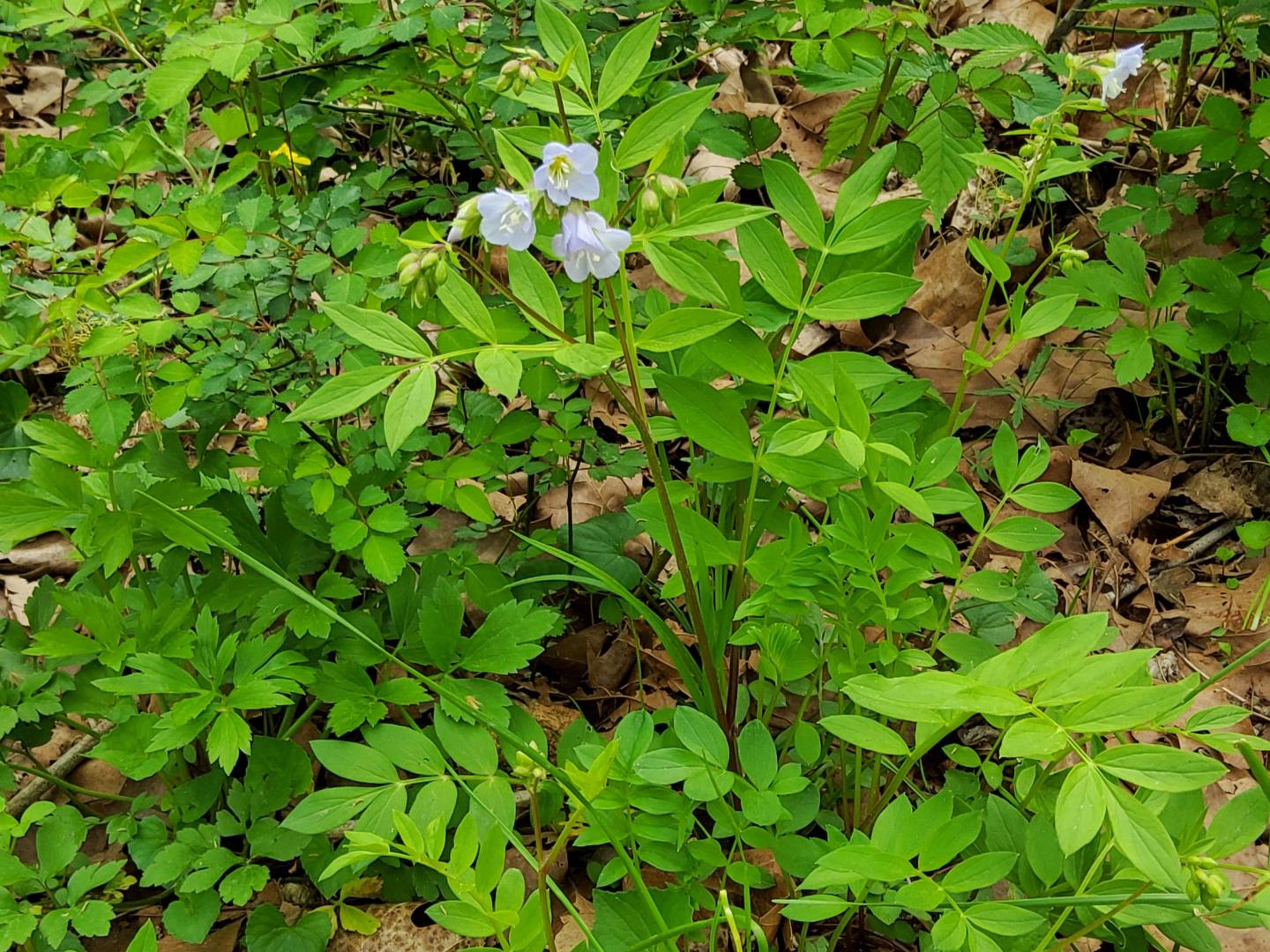 White flowers among green foliage in a forest setting.